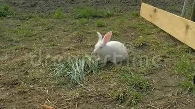 小白兔吃草.